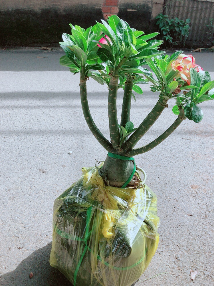 Cây Sứ Thái Gốc Đẹp
