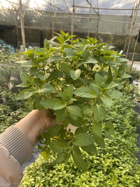 BẠC HÀ PEPPERMINT BỤI LỚN
