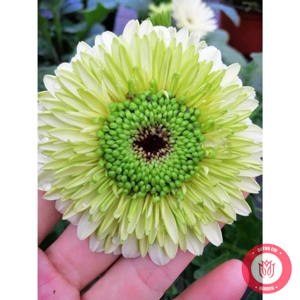 Cây Đồng Tiền Ngoại Kép Cao Màu Vàng Đồng (Giống Hoa Đồng Tiền) + Tặng 4 Cây Chè Xanh