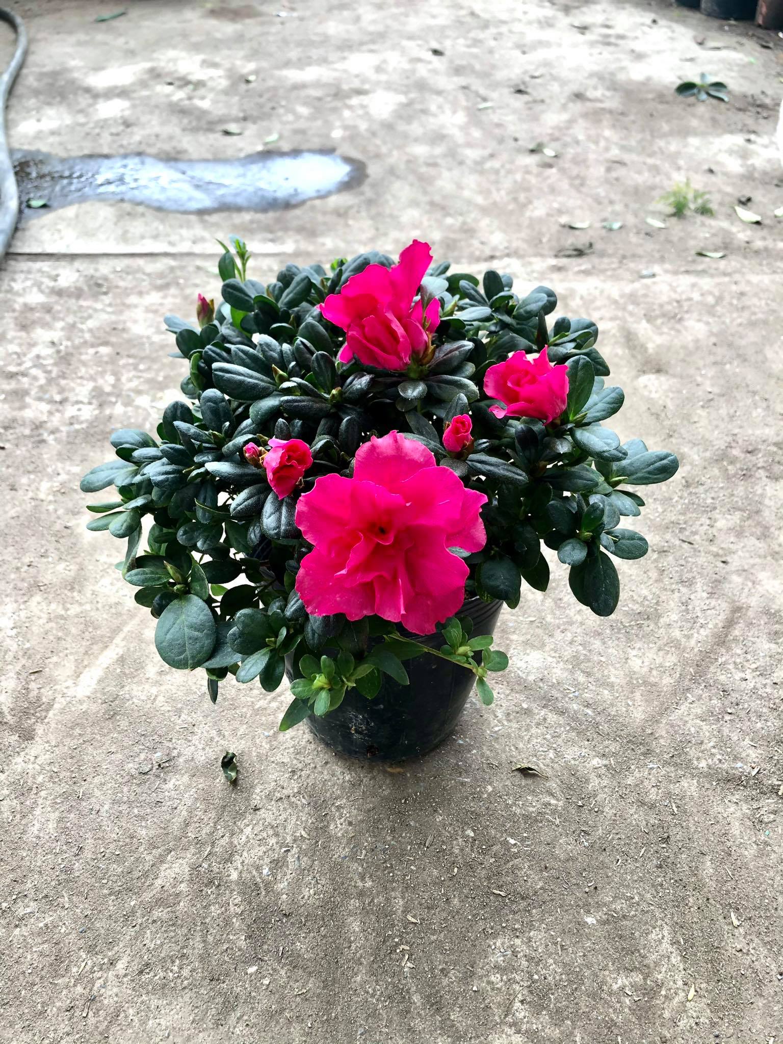 Cây hoa đỗ quyên ( qua tết nên hết hoa)