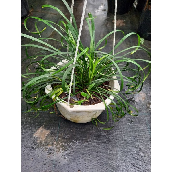 cây ngãi quấn kéo khách