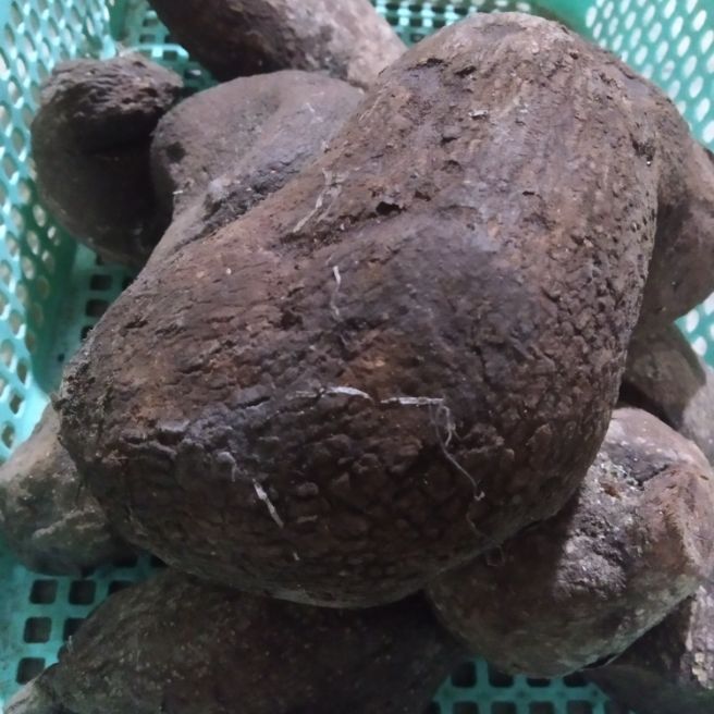 Sỉ toàn quốc 1kg tầm gửi nghiến tươi