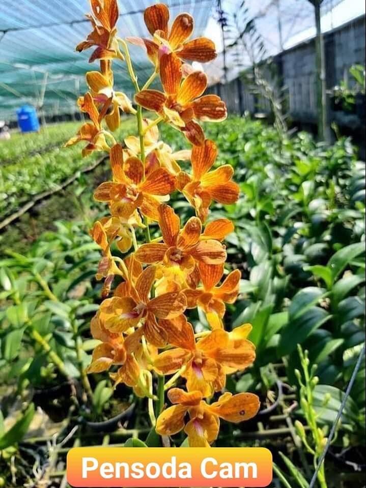 Hoa lan pensuda cam