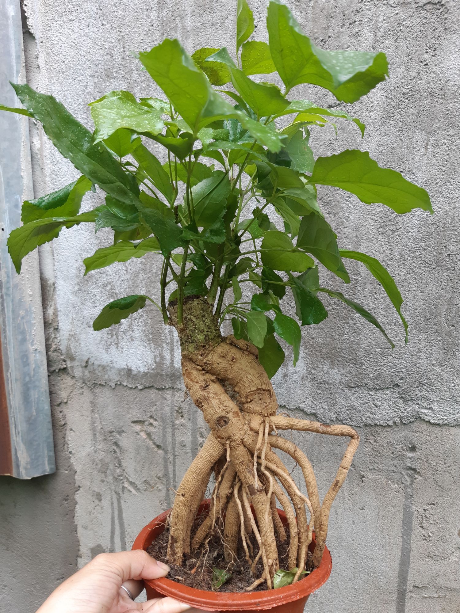 cây hạnh phúc bonsai gốc quái