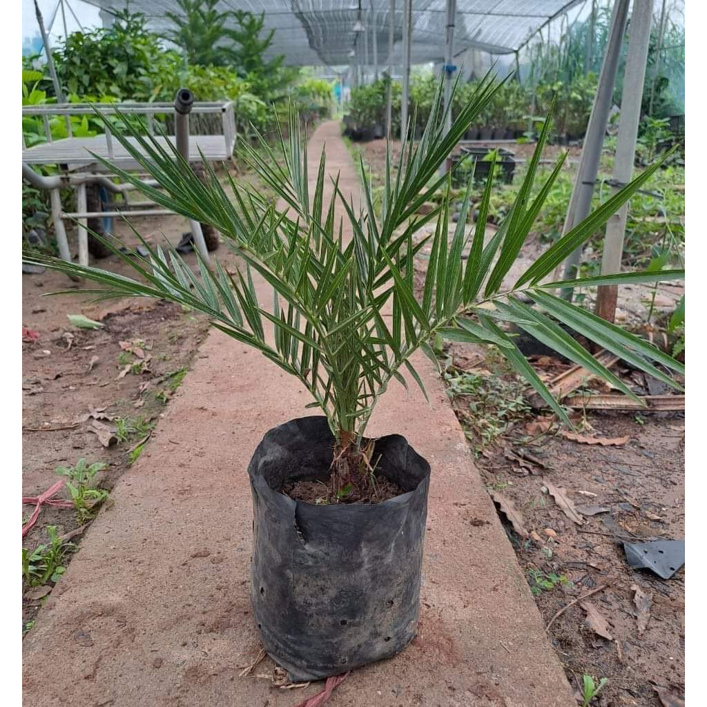Cây giống Chà Là Barhee, cây thuần đầu dòng 3 năm cho trái