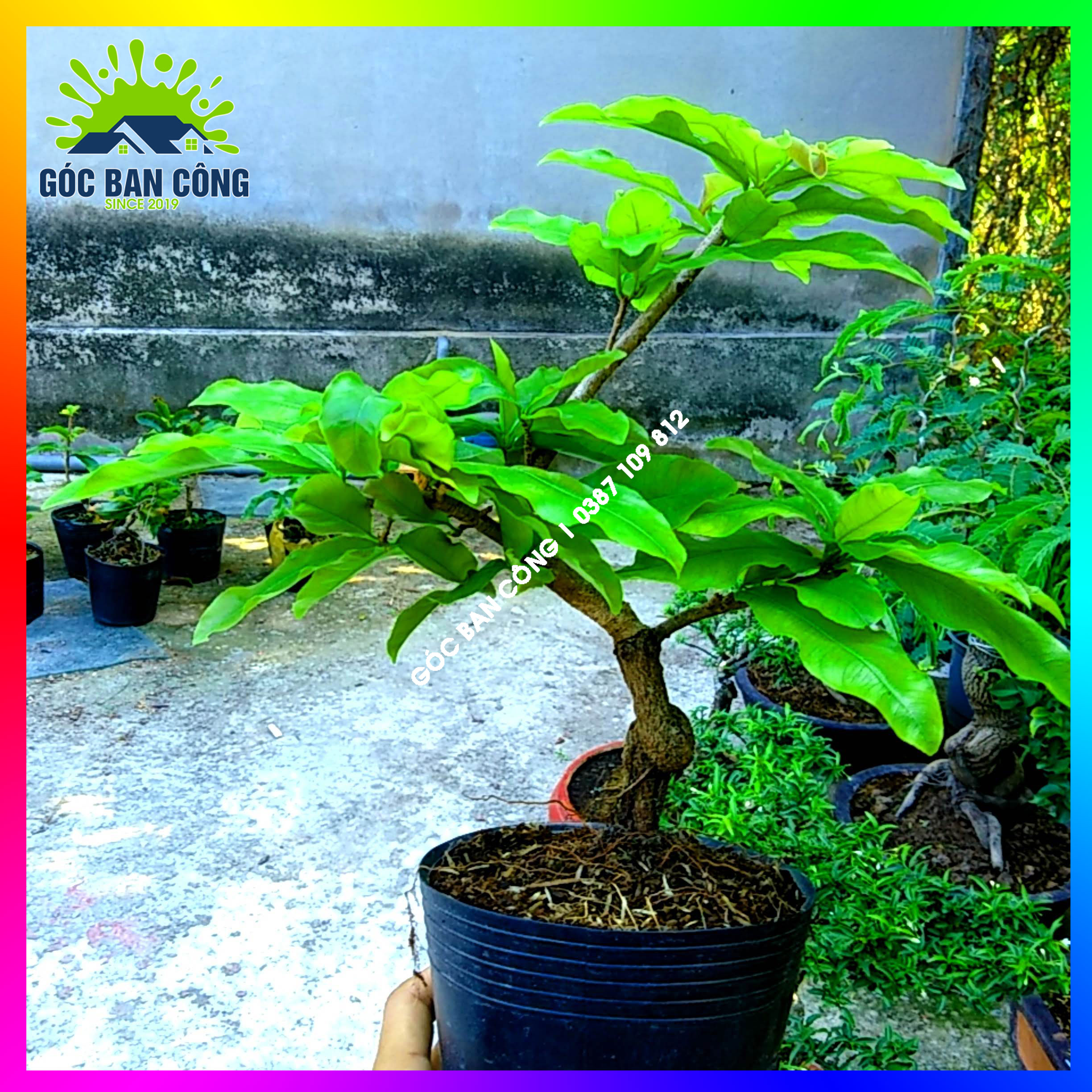 Mai Cúc Bonsai Mini