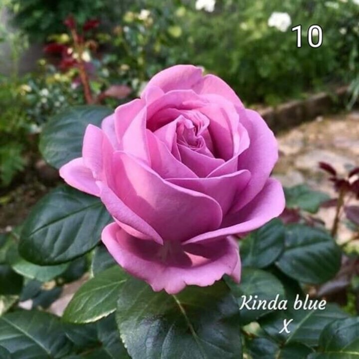 BẦU cây giống hoa hồng ngoại gốc đại