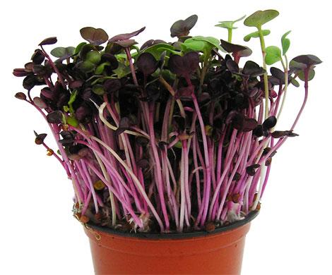 Gói 20g Hạt Giống Rau Mầm Cải Tím Malady - Thế Giới Rau Mầm