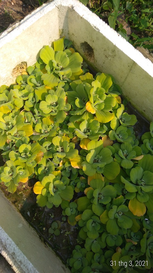 Bèo cái - Cây thủy sinh (1 gói 5 gốc)