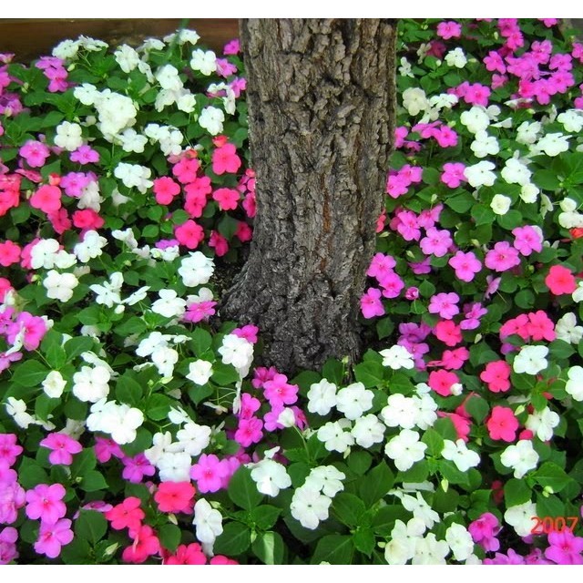 CHẬU NGỌC THẢO--ĐỦ MÀU--HOA SIÊU ĐẸP
