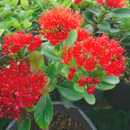 Mai Thái đỏ - Trang Flowers