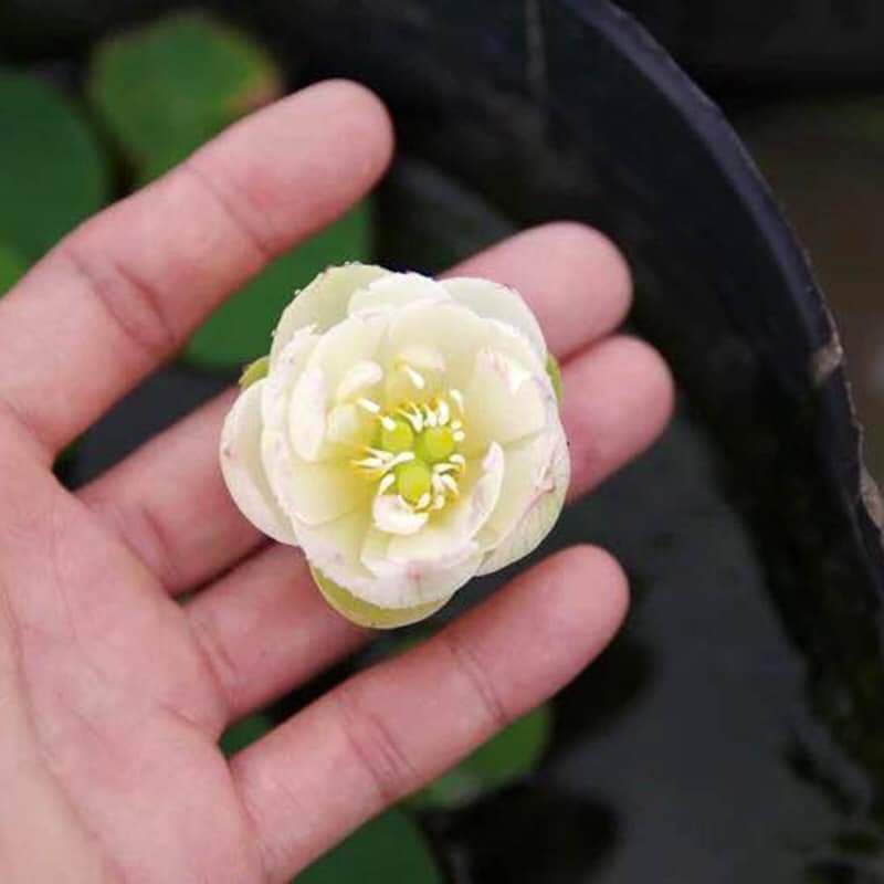 (20 Hạt F1) Hạt Giống Sen Mini Nhật 10 màu