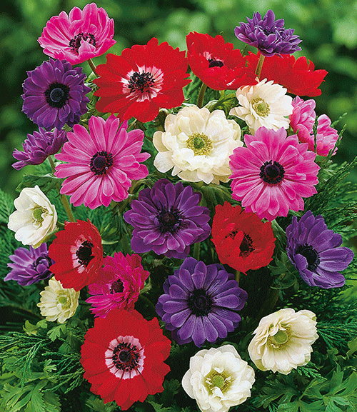 Củ Hoa Anemone hoa màu trắng-Thu mẫu đơn -1 củ