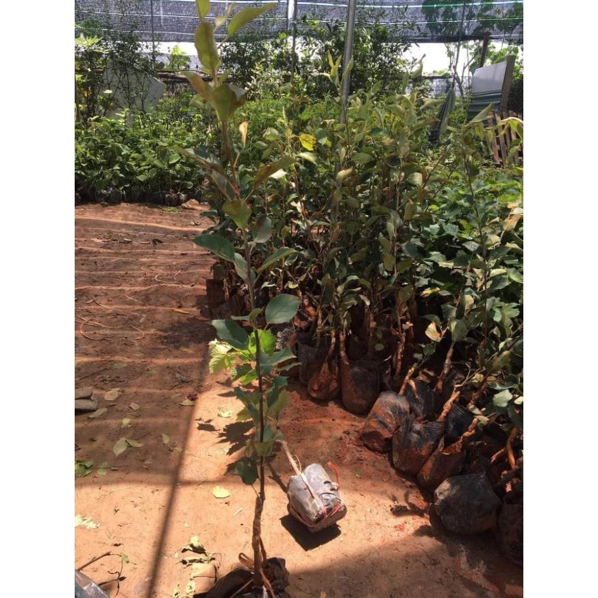 [Chuẩn Giống F1] Cây táo đỏ lùn F1