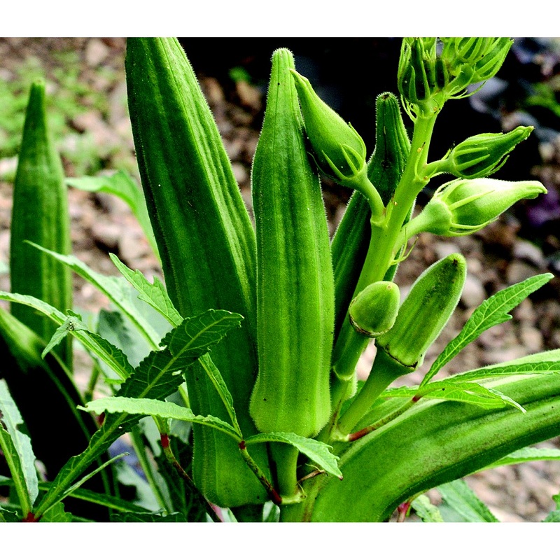 10GR_HẠT GIỐNG ĐẬU BẮP XANH (DỄ TRỒNG)