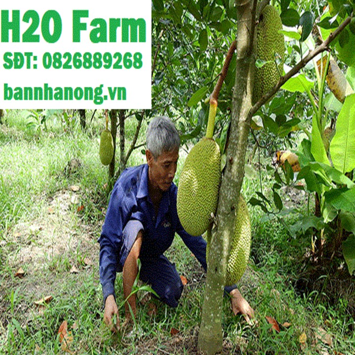 Cây mít thái lùn siêu sớm quả
