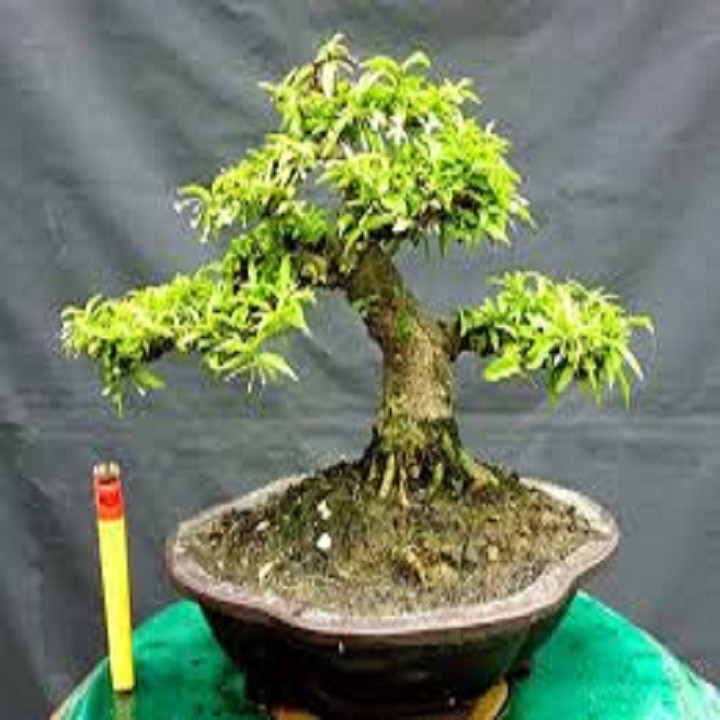 CHẬU CÂY MAI CHIẾU THỦY (MAI TRẤN THỦY, MAI TRÚC THỦY ) VƯỢNG PHONG THỦY