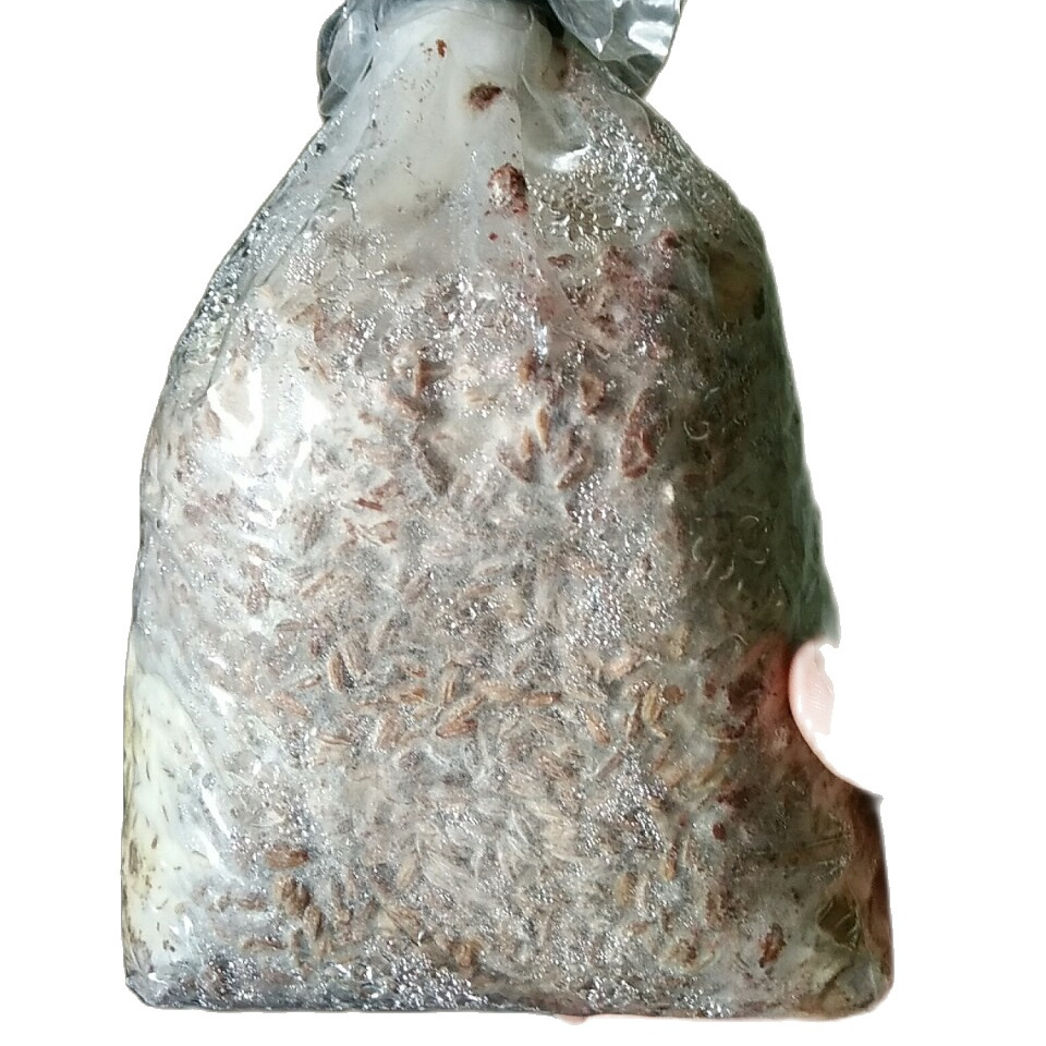 Meo nấm rơm bằng thóc