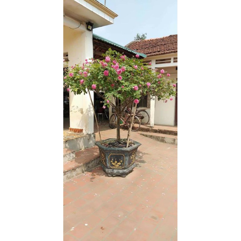 Hoa Hồng Cổ Sapa - cây tree thân gỗ ( cây nguyên bản)