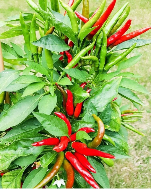 Hạt Giống Ớt Chùm Chỉ Thiên