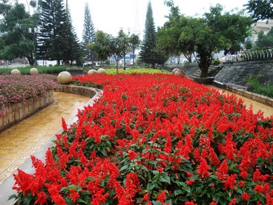Hạt giống hoa Xác pháo mix