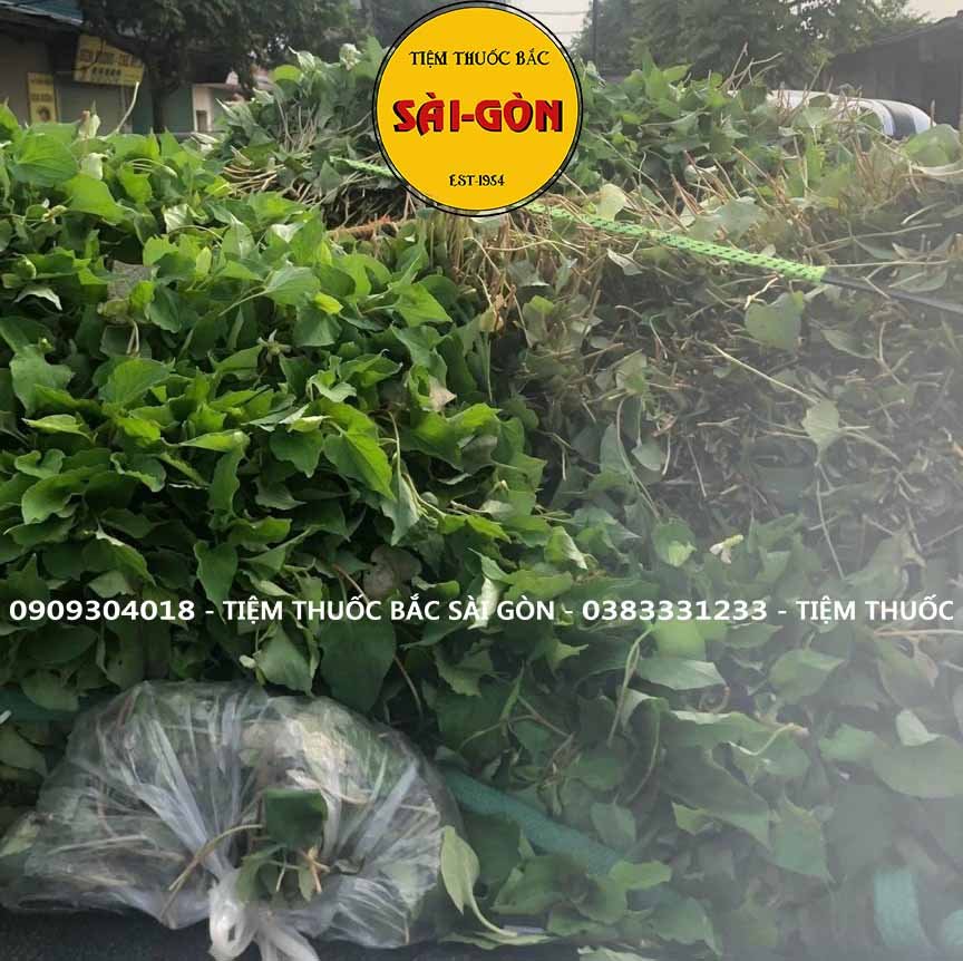 Bột Diếp Cá Nguyên Chất 100gram