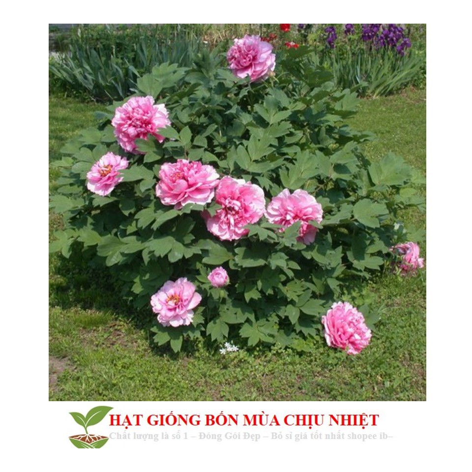 MJ69 Hạt Giống Hoa Mẫu Đơn Kép Mix ( Gói 05 Hạt)