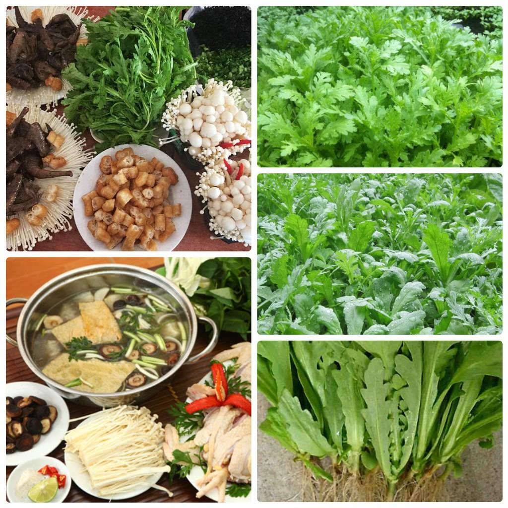 Hạt Giống Cải Cúc Tẻ LUCKY SEEDS