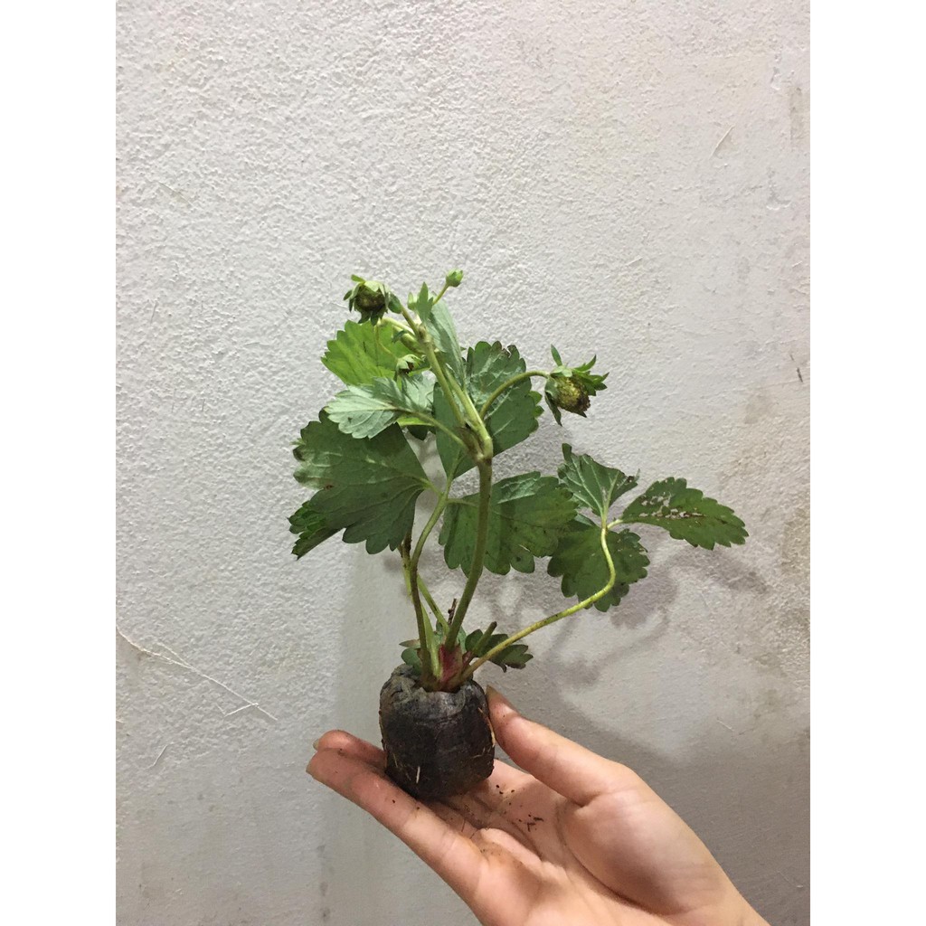 (Siêu Rẻ) combo 3 dâu tây đang bói hoa và quả non