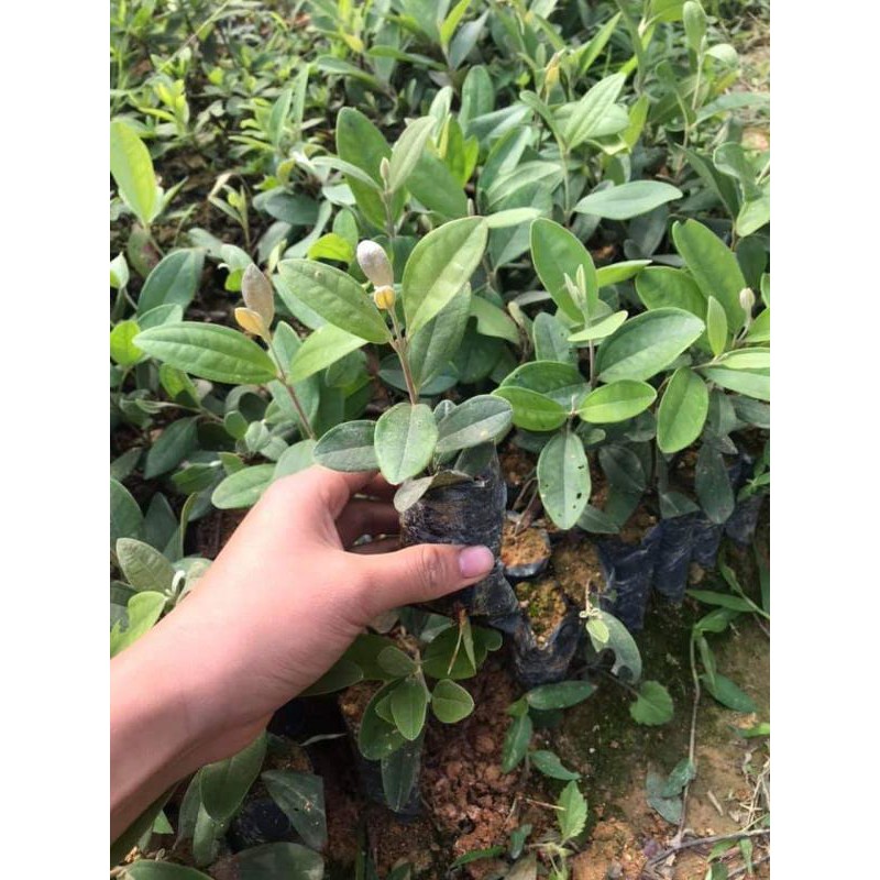 [FREESHIP - Xả Khô Máu] 5 cây sim ăn quả