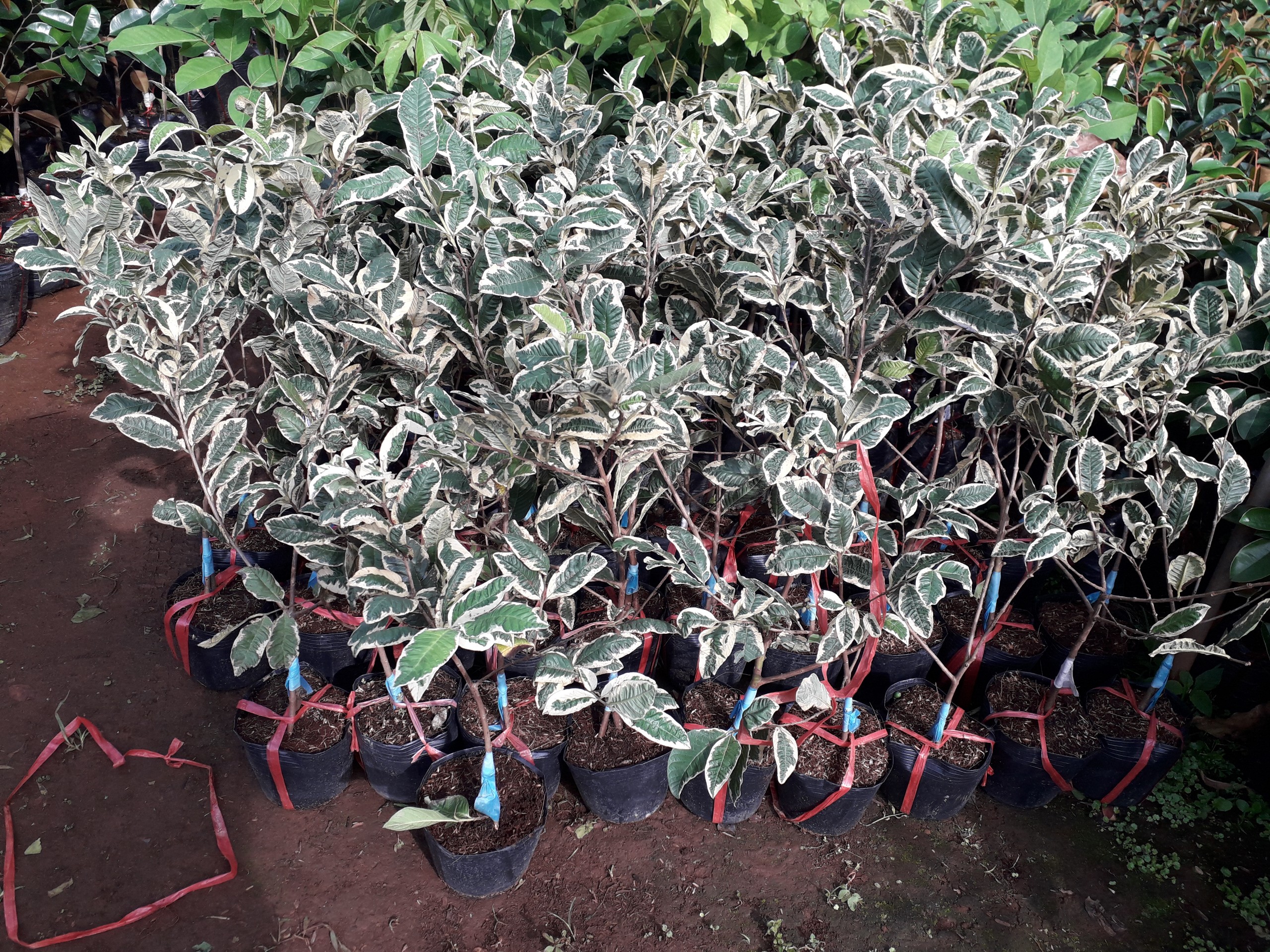 Cây giống Ổi Cẩm Thạch ruột hồng .