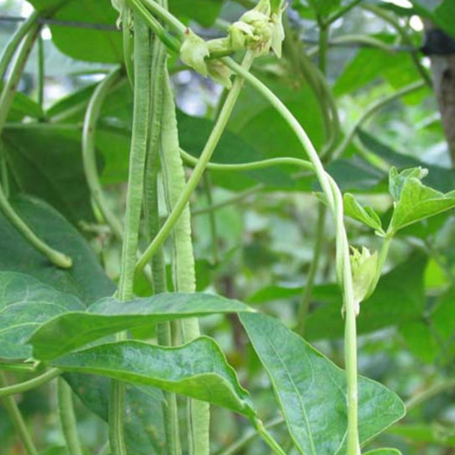 20g Hạt giống Đậu đũa (tặng Kích nẩy mầm, Hướng dẫn ươm)
