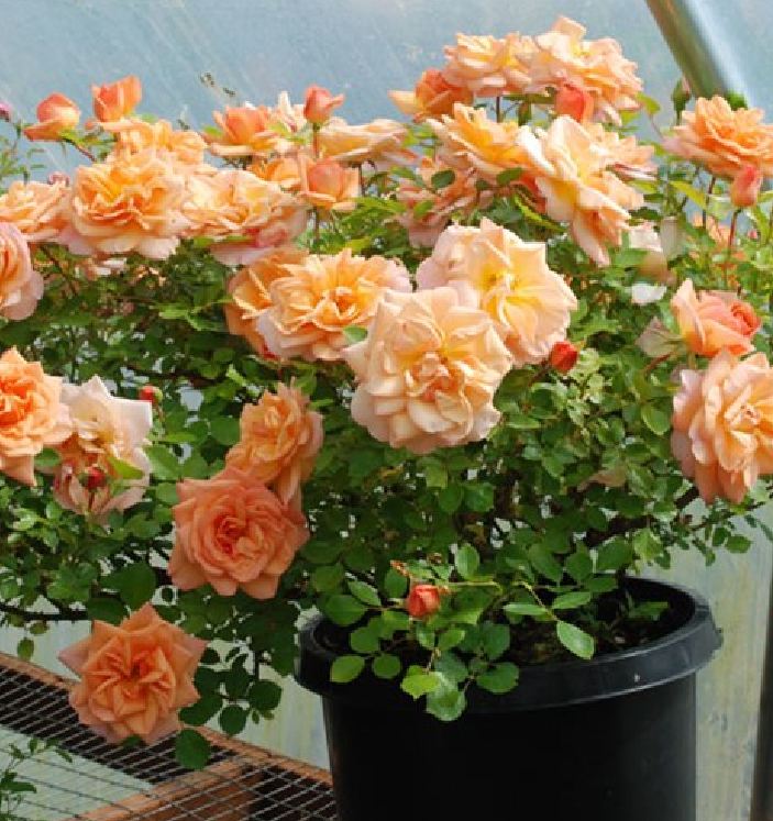 Hạt giống cà rốt tím-gói 50 hạt(tặng kèm phân bón)