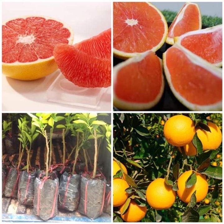 CAM CARA (CAM RUỘT ĐỎ) KHÔNG HẠT
