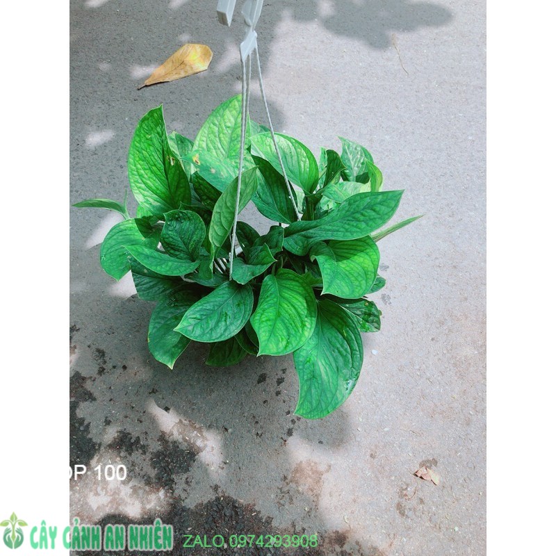 Trầu bà lụa