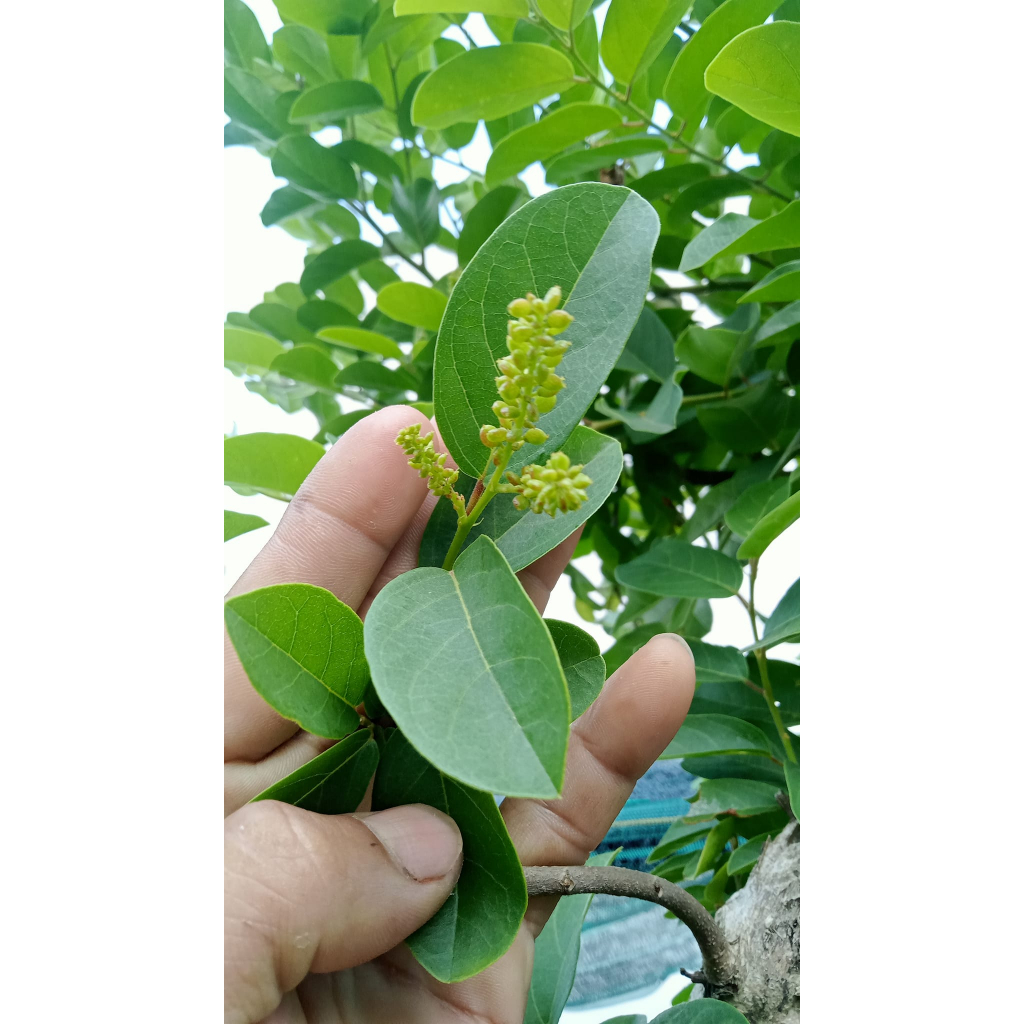 Cây giống chòi mòi