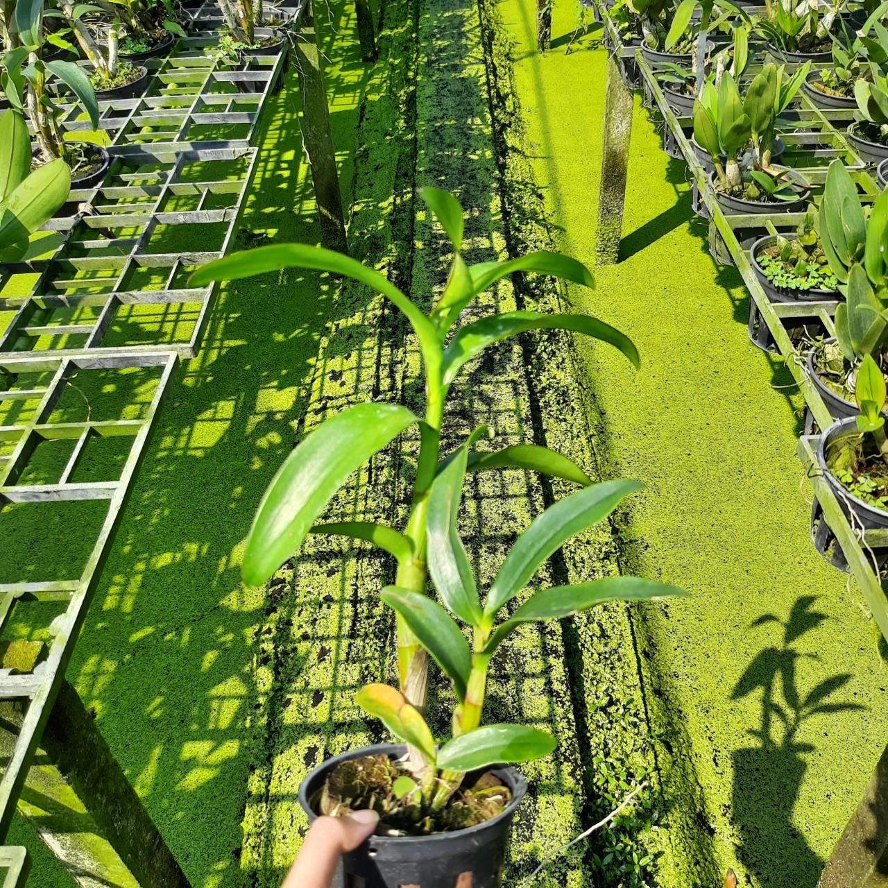 Denro nắng xưa Huyết Long