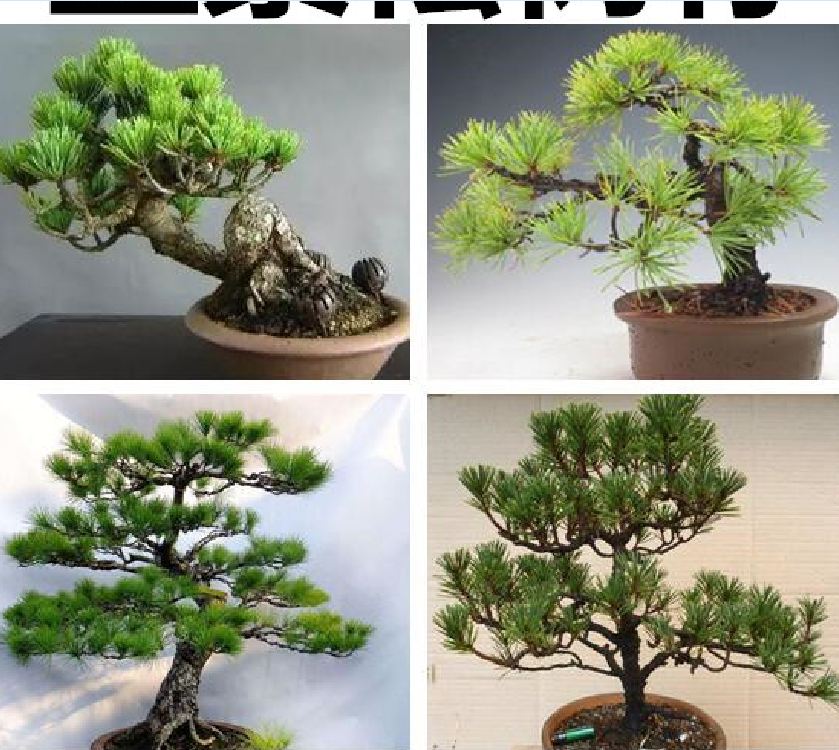 Hạt giống cây tùng cảnh - gói 10 hạt
