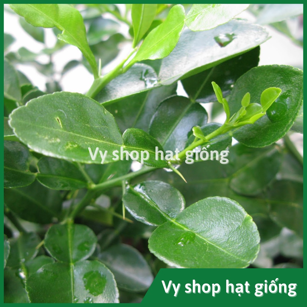 Hạt giống chúc Thái - chanh não gói 5 hạt