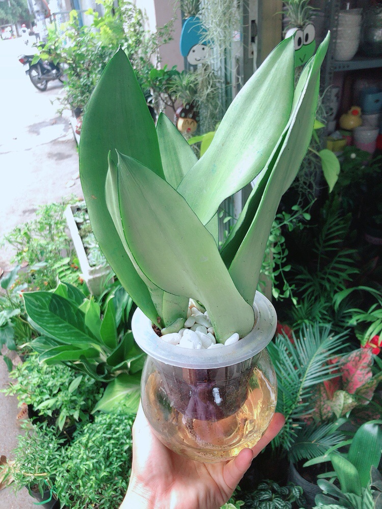 [HCM]Chậu Lưỡi Hổ Bạc Thuỷ Canh