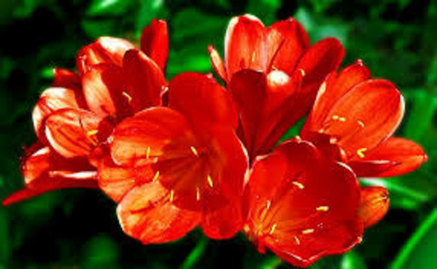 Chậu LAN QUÂN TỬ CÂY GIỐNG SIZE NHỎ, hàng rễ trần GIÁ RẺ - LQTRT