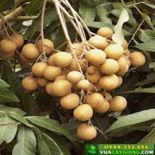 cây giống nhãn hạt lép thái lan - cây ăn quả