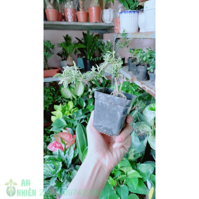 Bạch Tuyết Mai Bonsai Mini