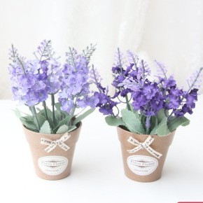 Chậu hoa lavender nhỏ xinh