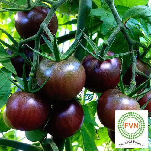 Hạt giống cà chua bi socola f1