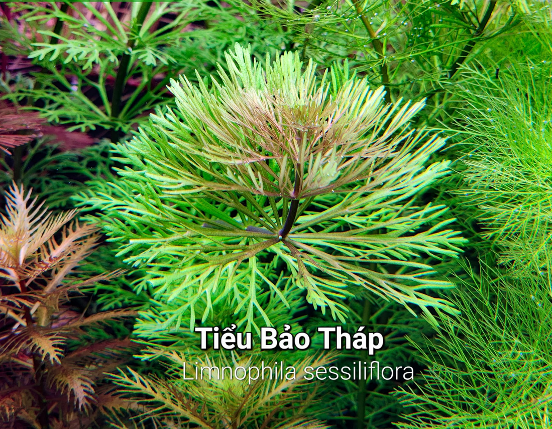 Cây thủy sinh Tiểu Bảo Tháp