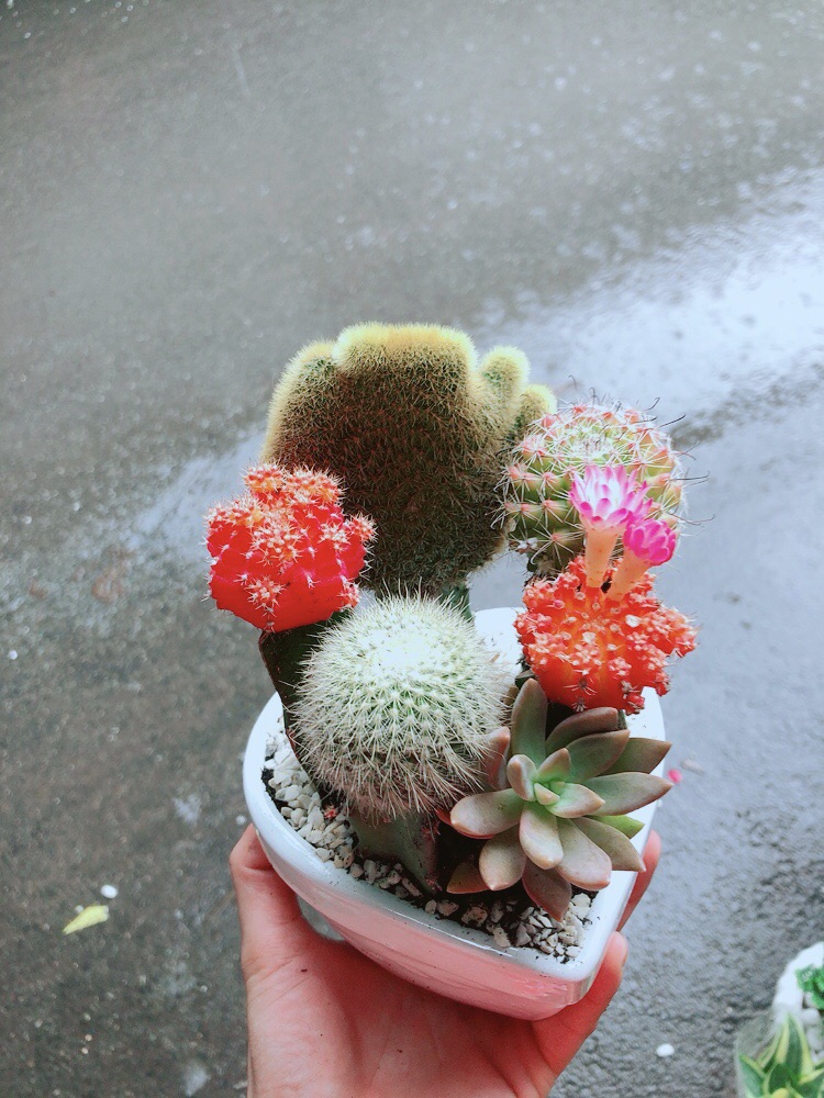 Chậu Xương Rồng Mix