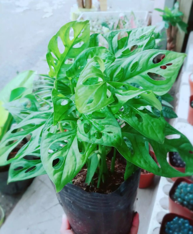 Cây trầu bà lỗ - Cây cảnh mini