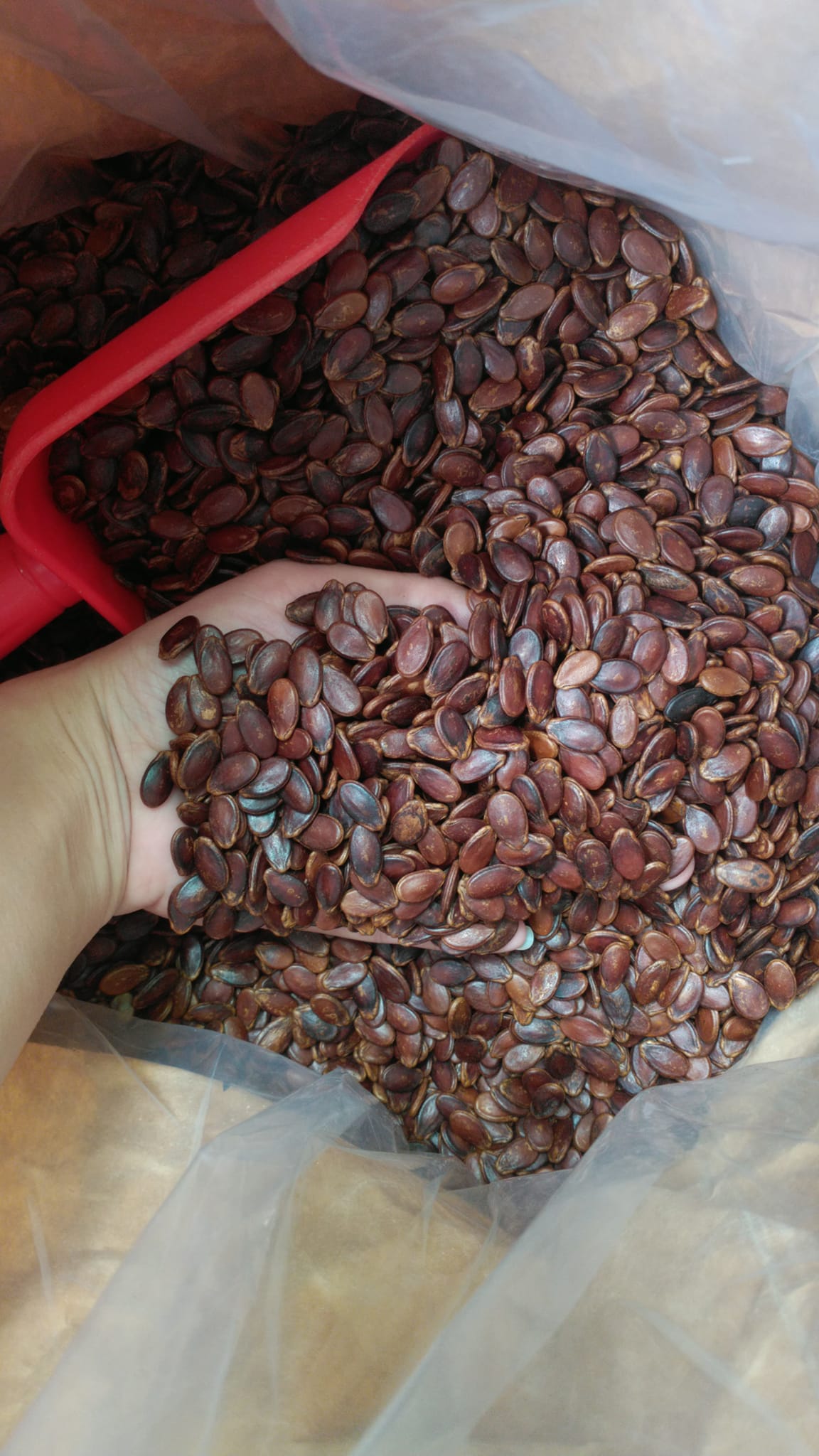 1KG HẠT DƯA TỨ HƯNG KHÔNG PHẨM MÀU