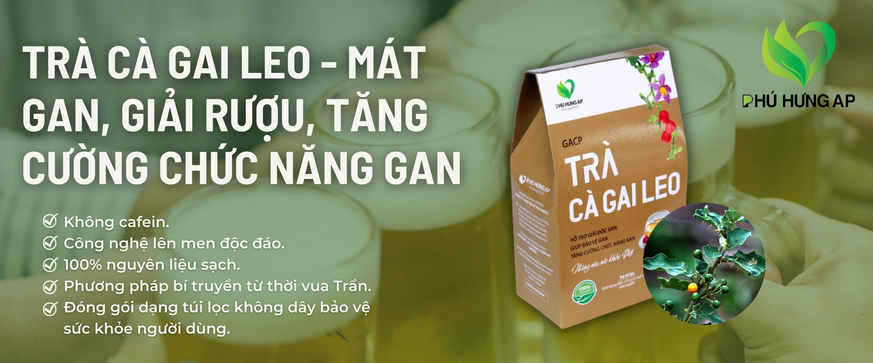 Trà cà gai leo